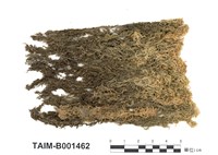 藏品(小孔泥炭苔)的圖片